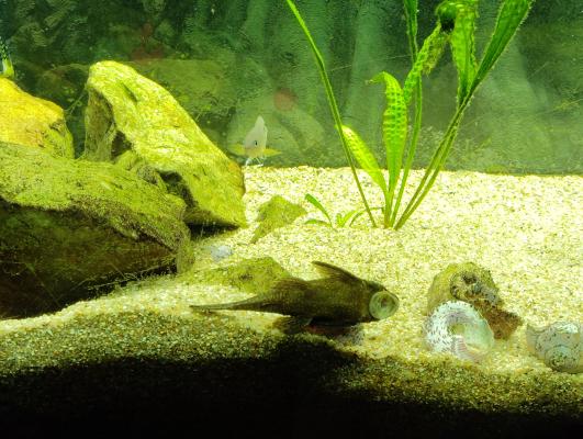 Ancistrus