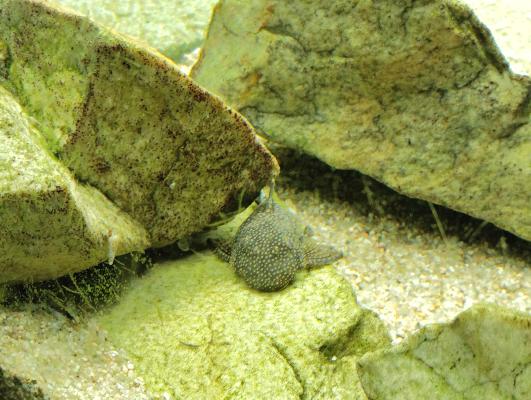 Ancistrus