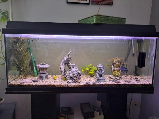 Vends aquarium 100l