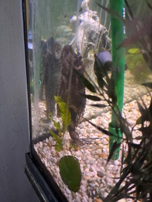 Vends aquarium 100l