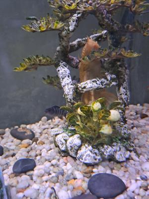 Vends aquarium 100l