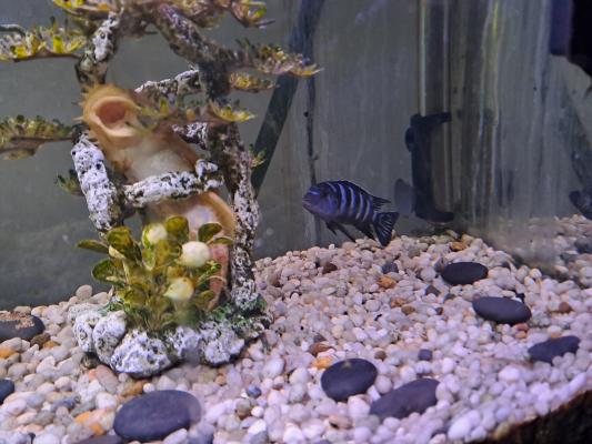 Vends aquarium 100l