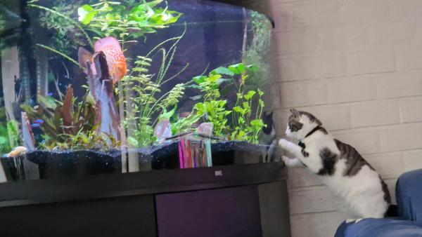 Aquarium Juwel Trigon 350 l