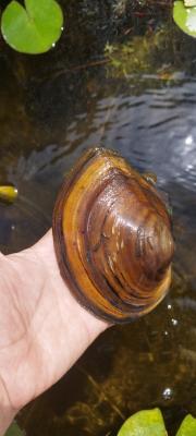 Moule d'eau douce ou anodonte