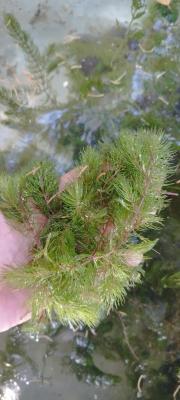 Plantes oxygenantes