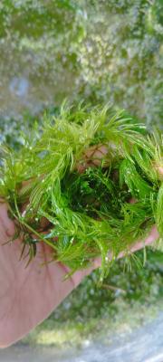 Plantes oxygenantes