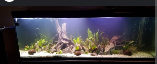 Aquarium en verre 600L avec son meuble
