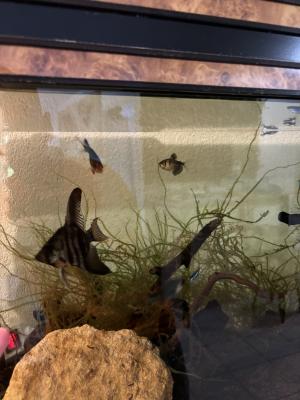 Poissons eau douce