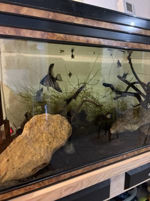 Poissons eau douce