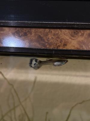 Poissons eau douce