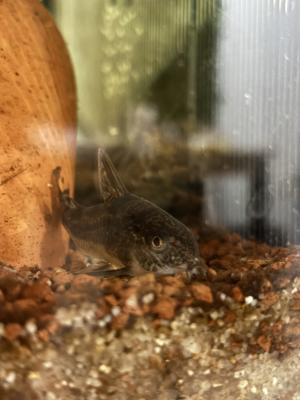 Poissons eau douce