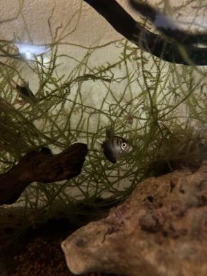 Poissons eau douce