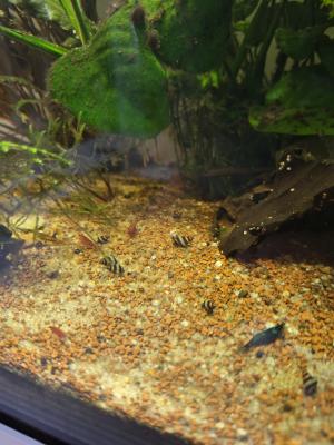 Mangeurs d'escargot