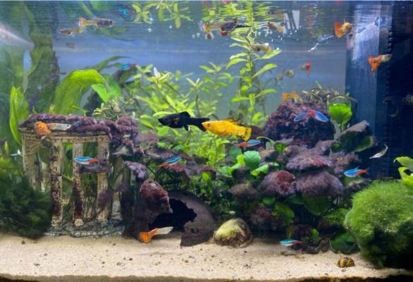 Aquarium 80 litres complet