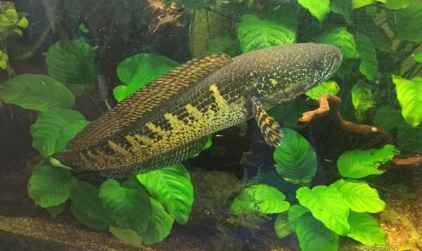 Channa Aurantimaculata