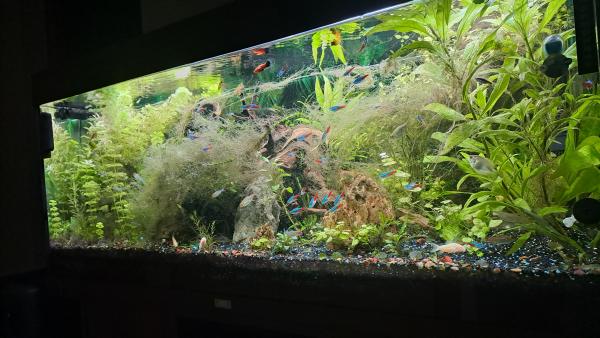Aquarium 220 litres