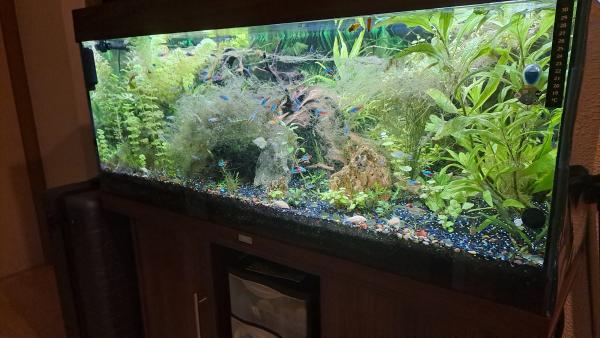Aquarium 220 litres