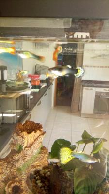 Guppys mâles