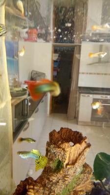 Guppys mâles