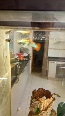 Guppys mâles