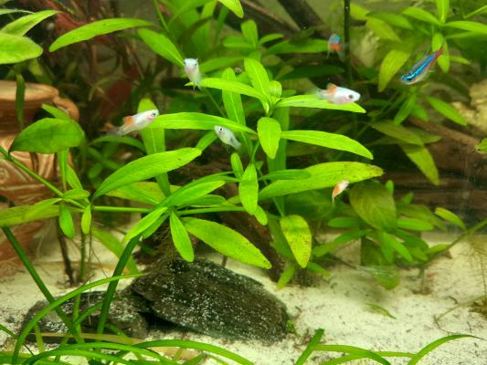 Platys