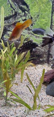 vend poissons d eau douce