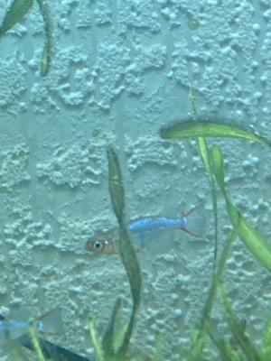 ORYZIAS WOWORAE