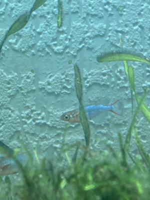 ORYZIAS WOWORAE