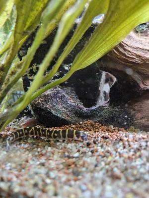 poissons seul ou avec  aquarium