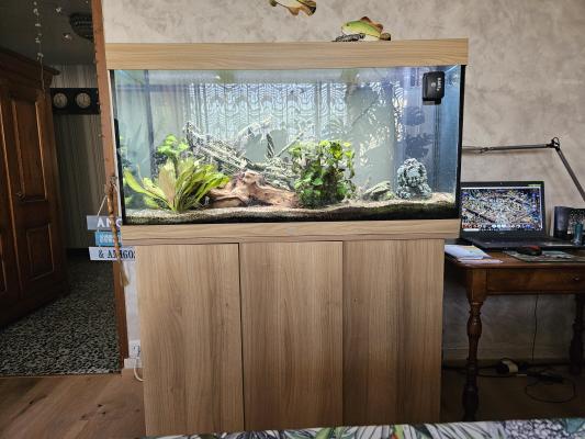 poissons seul ou avec  aquarium