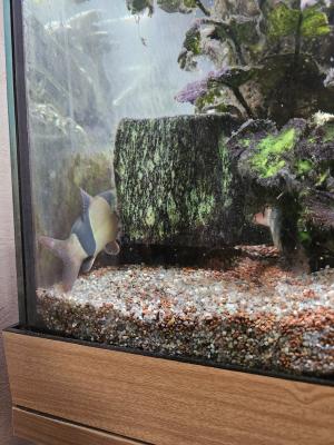 poissons seul ou avec  aquarium