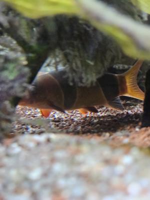 poissons seul ou avec  aquarium