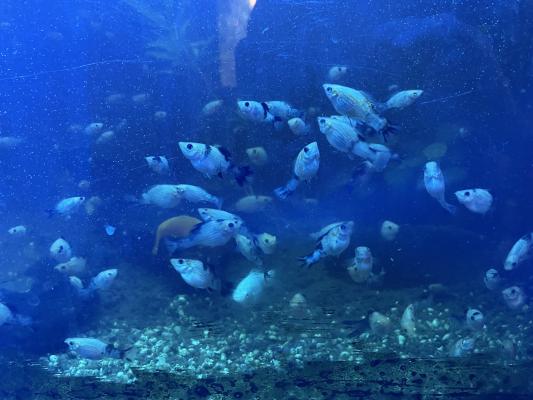 poissons Molly noirs blancs et rouges