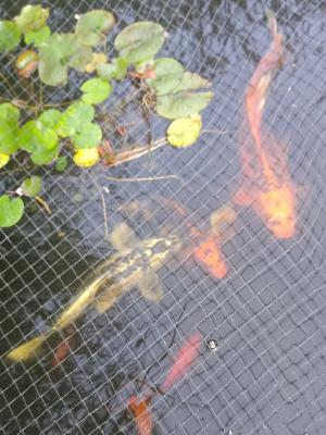 Couple de carpes koi japonaises a voile 55/60cm