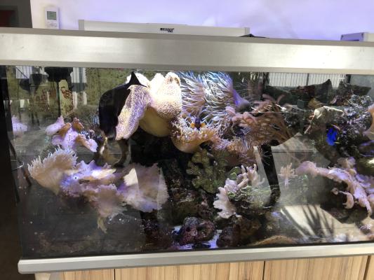 Aquarium eau de mer