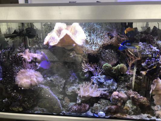 Aquarium eau de mer
