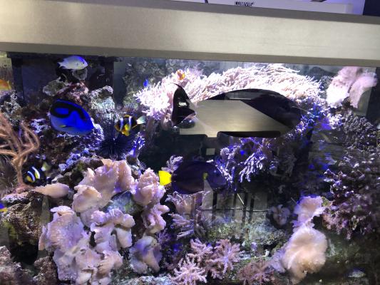 Aquarium eau de mer
