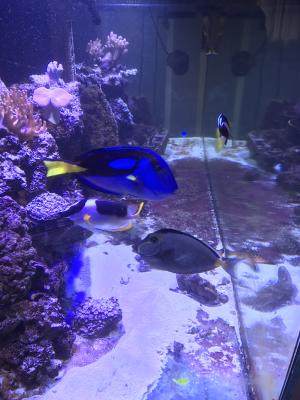 Aquarium eau de mer