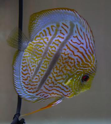 Couples discus qualité premium