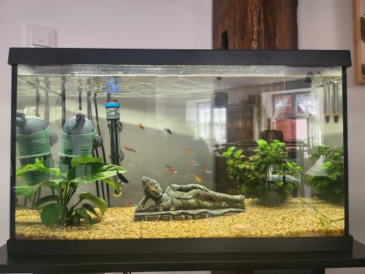Aquarium 54l