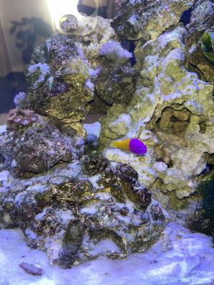 Don poissons eau de mer vanille fraise à venir chercher à saint mandé