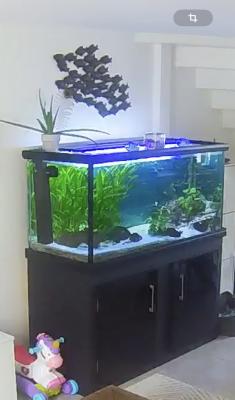 Aquarium + meuble