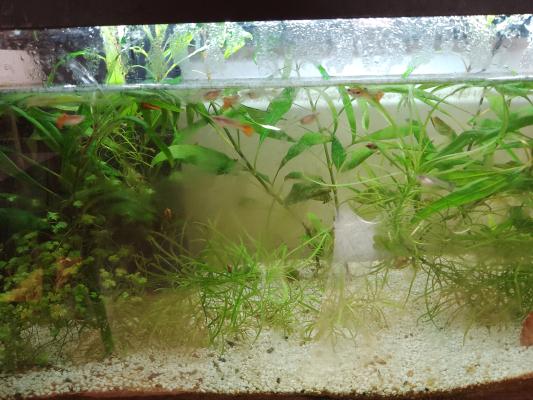 Guppy mâles