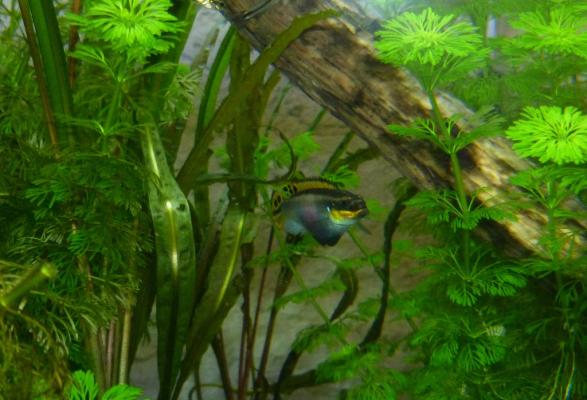 cichlidé Pelvicachromis taeniatus