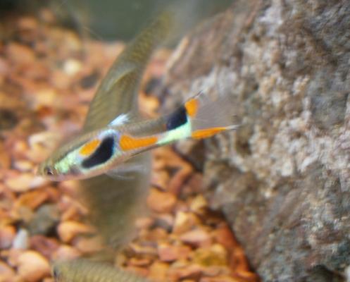 jeunes Poissons guppy black bar et showa cobra red cap