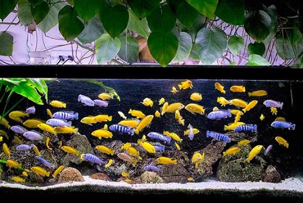 Cichlidés tropicaux