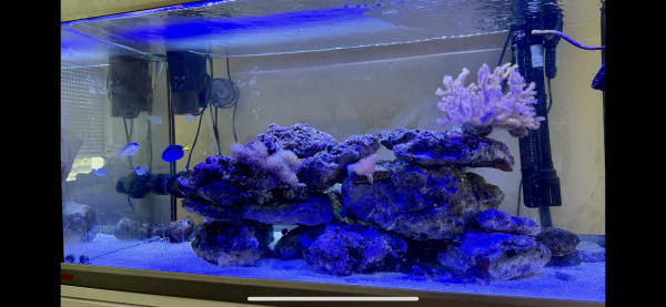 Cause arrêt cède poissons récifaux et coraux mous