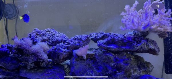 Cause arrêt cède poissons récifaux et coraux mous