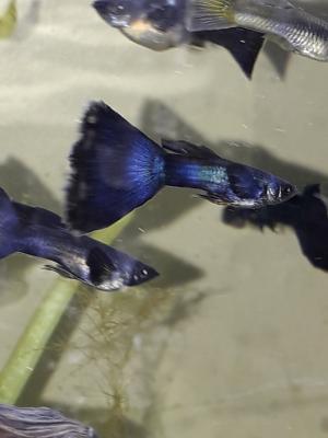 Guppys, endler, ancistrus, crevettes.