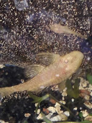 Guppys, endler, ancistrus, crevettes.